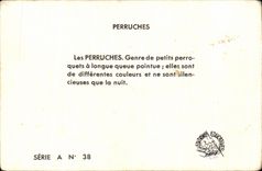 Image the Parakeets Parrots