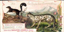 Chromo Le Monde Des Mammiferes Chocolaterie d'aiguebelle Drome 