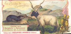 Chromo Le Monde Des Mammiferes Chocolaterie d'aiguebelle Drome Vigogne Capromys 