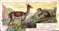 Chromo Le Monde Des Mammiferes Chocolaterie d'aiguebelle Drome Spalax Mouton 
