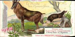 Chromo Le Monde Des Mammiferes Chocolaterie d'aiguebelle Drome Kema Thar Mydaus Chevre 