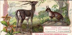 Chromo Le Monde Des Mammiferes Capricorne Lynx caracal 