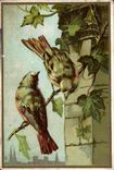 Chromo Oiseaux 