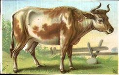 Image Cow