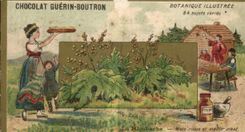 Chromo Chocolat Guerin Boutron Botanique Illustree La Rhubarde mets Russe 