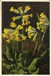 CPA Fantaisie Fleurs Primula Veris Primevere