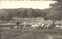 CPA Berger et moutons Elevage
