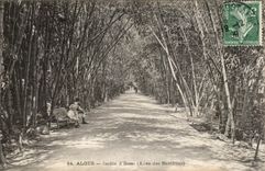 Jardin de CPA Algers de la prueba Allee de los bambues de bambu