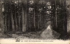 CPA Foret de Fontainebleau Une Allee Forestiere