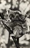 CPA Koala