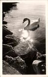 CPA Lac Leman Cygne sur le Lac Suisse