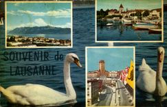 CPA Souvenir de Lausanne Cygnes Suisse