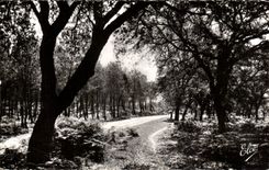 CPA the Moor Drill of Pines and Liege Oaks