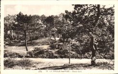 CPA los pinos del baule debajo de la madera