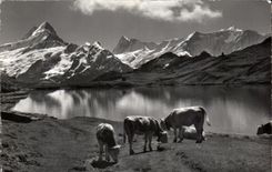 CPA Grindelwald Bachsee Am Faulhorn Suisse Vaches