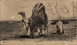 Camello de CPA Bassour