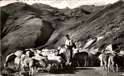 CPA Les pyrenees Troupeau de Moutons 