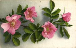 Flores de la fantasia de CPA