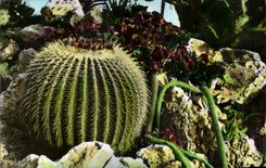 Jardin exotico de CPA del serpentinus del cirio de Monaco y del cacto robusta de la Opuntia