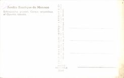 Jardin exotico de CPA del serpentinus del cirio de Monaco y del cacto robusta de la Opuntia