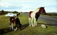 CPA Dartmoor Ponies Poney cheval 