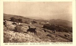 CPA Vallee De Wesserling With the Collar Of Herrenberg Herd In Hus Refuge Cows