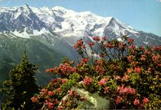 CPSM With the Country Of the Mount Blanc Mountain Needle of the South and Mount Blanc Fieurs de Rhododendrons