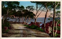 CPA La Cote D'Azur Le Chemin sous les Pins