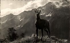 CPSM Vallee De Chamonix a Chamois