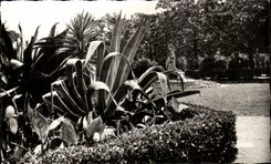 CPSM Hyeres Les Palmiers Jardins Aphonse Denis