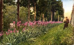 CPA Fiesole Giardino del Convento di Francescani