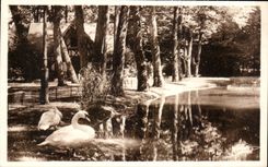 CPA Vittel Piece D'Eau Dans Le Parc Cygne 