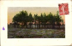 Taladro de la fantasia de CPA de arboles