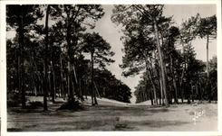 CPA Arcachon Les Dunes De Ville D'Hiver