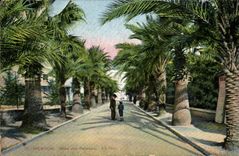 CPA Menton Allee of the Palm trees