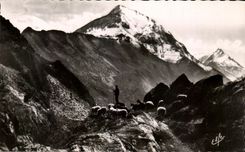 CPA Pyrenean Tabeaux a Herd In Houte Mountain