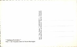 CPA Pyrenean Tabeaux a Herd In Houte Mountain