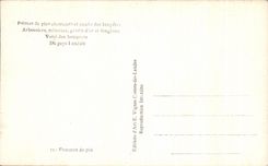 CPA Souvenir of the Moors Pine cones