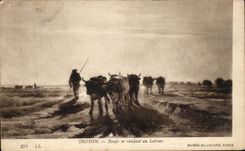 CPA Troyon Boeufs se rendant au Labour Musee Du Louvre Paris