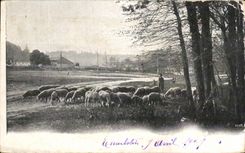 CPA Shepherd and sheep