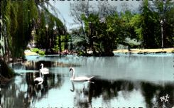 CPA Pau Le Parc Beaumont Cygnes