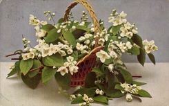 Flores de la fantasia de CPA