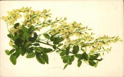 Flores de la fantasia de CPA