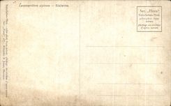 La fantasia de CPA florece Edelweiss