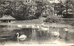 CPA Tours Les cygnes Du Jardin Botanique