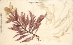 La fantasia de CPA florece algas del infante de marina de los sechees