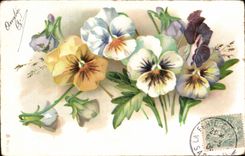 Flores de la fantasia de CPA