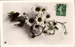 Flores de la fantasia de CPA