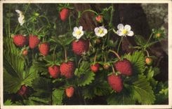 Planta de fresa de la fantasia de CPA de la madera