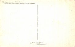 Planta de fresa de la fantasia de CPA de la madera